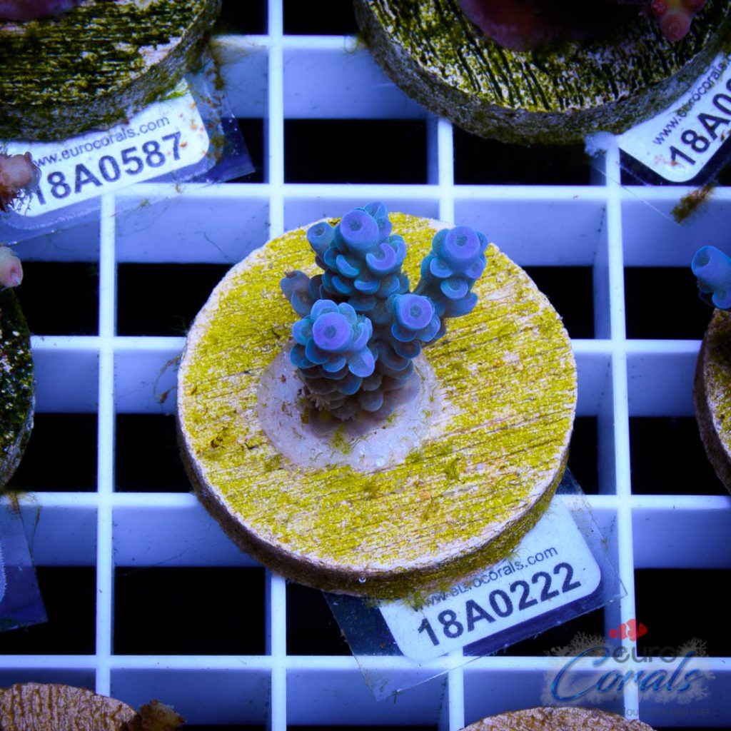 EC Banana-Boy Blue Acro