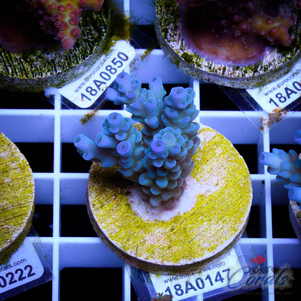 EC Banana-Boy Blue Acro