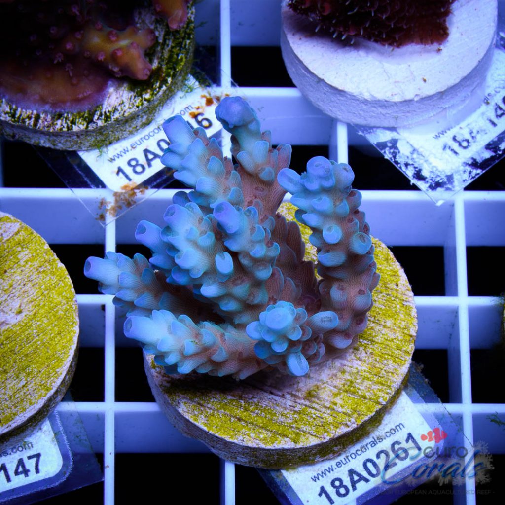 EC Banana-Boy Blue Acro