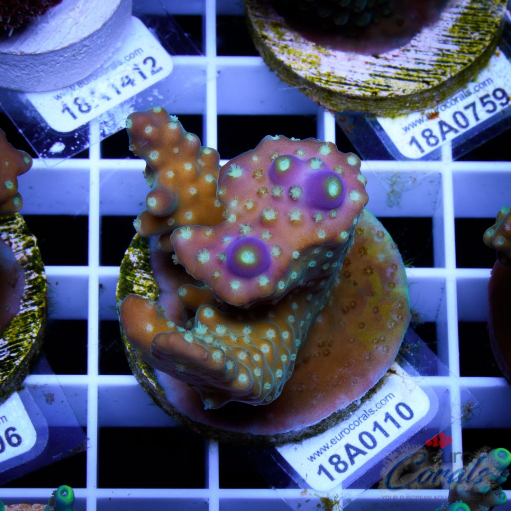 EC Acropora Valida Robust