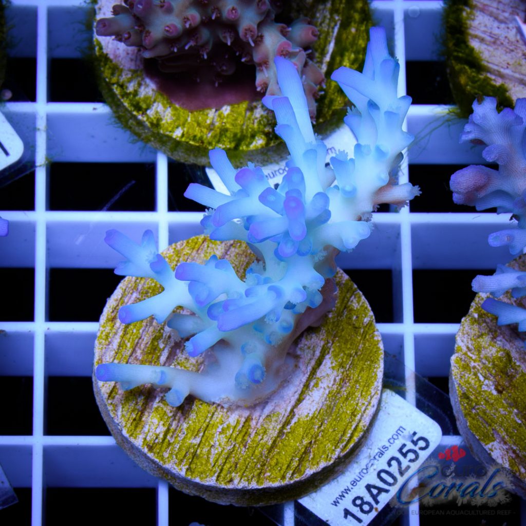 EC Icefire Echinata Boosted Blue/SIMILAR