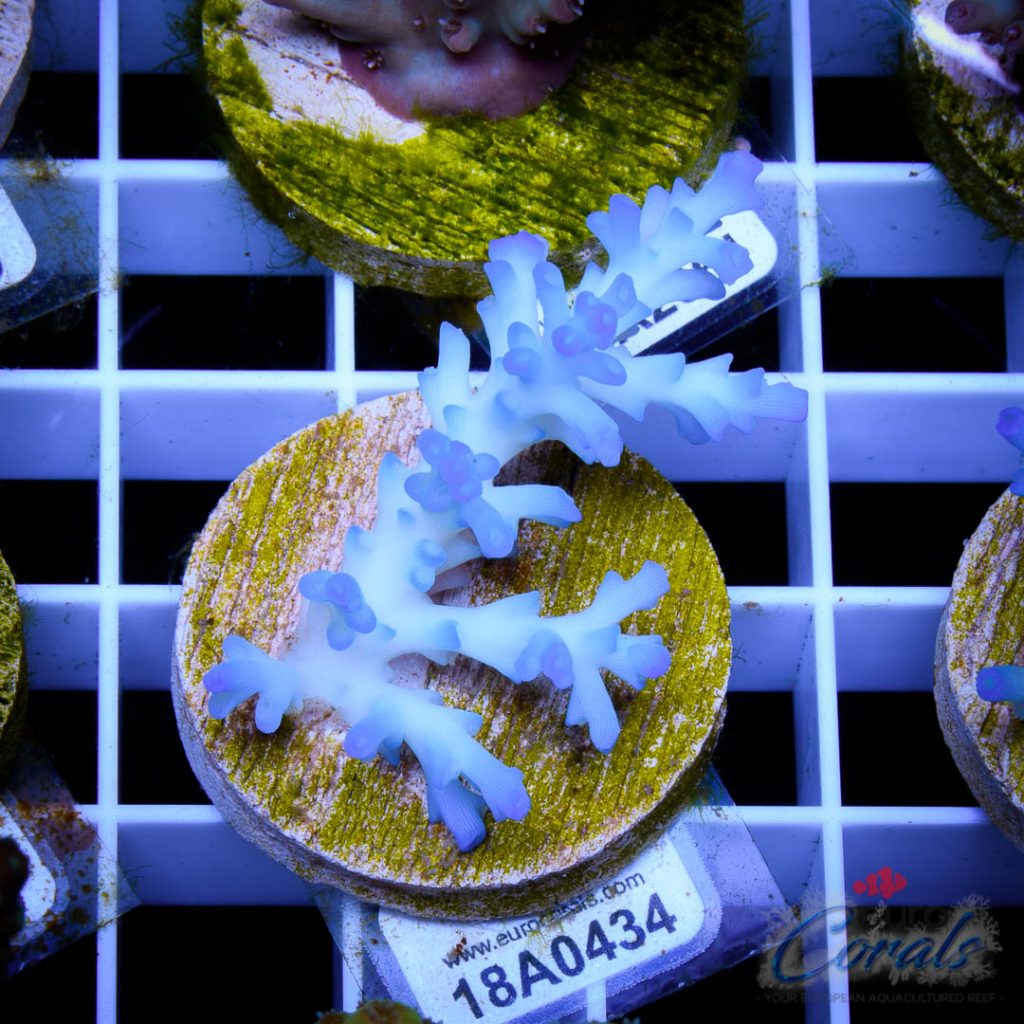 EC Icefire Echinata Boosted Blue