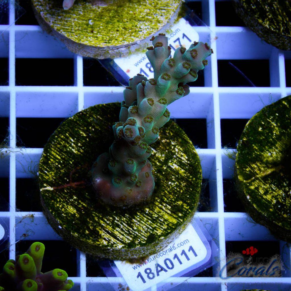 EC Pearl Acro