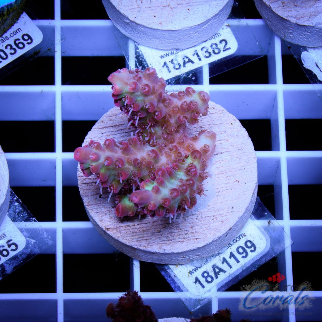 EC Raspberry Shortcake