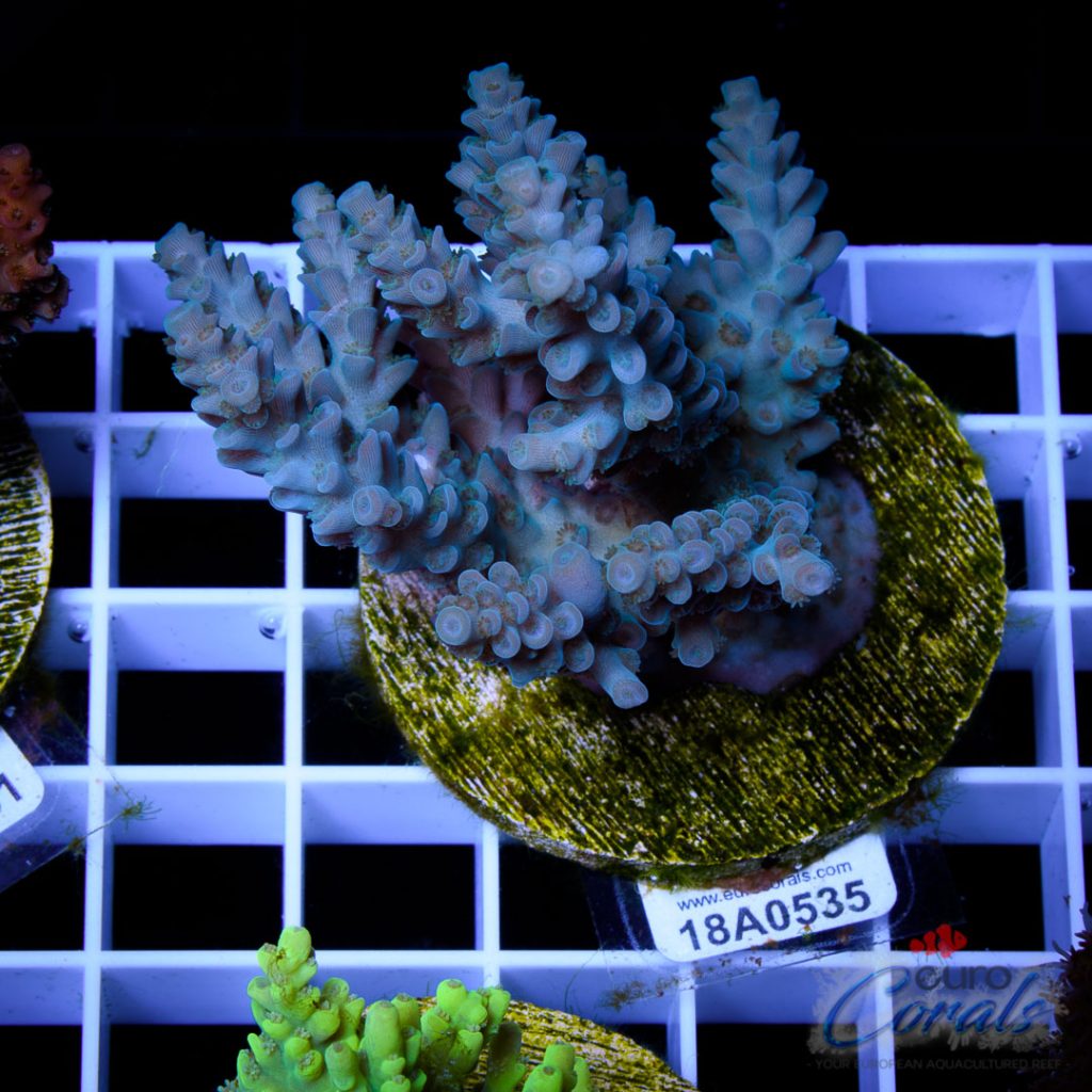 EC Super Blue Papa Smurf