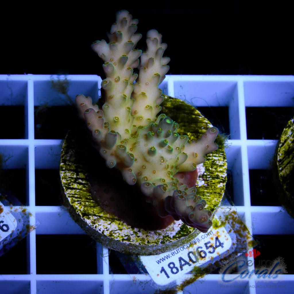 EC Pearlberry Acro
