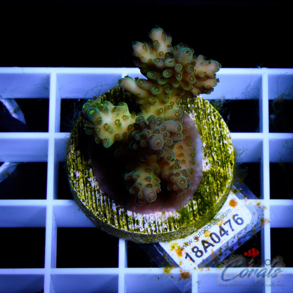EC Pearlberry Acro