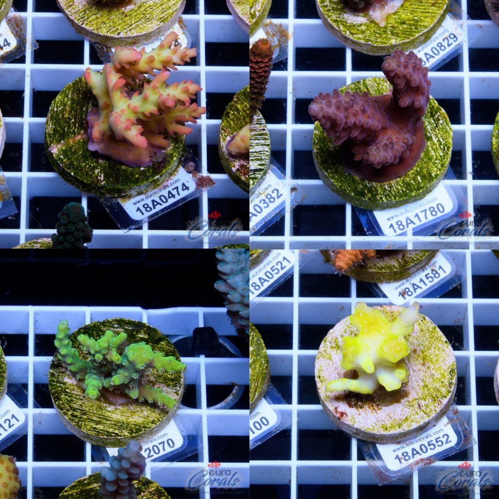 Ultra Premium Acropora Frag Pack