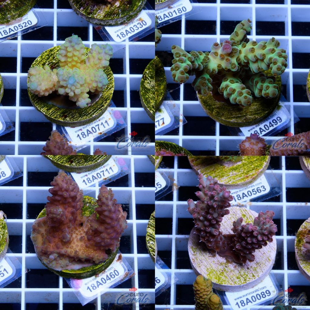 Ultra Premium Acropora Frag Pack