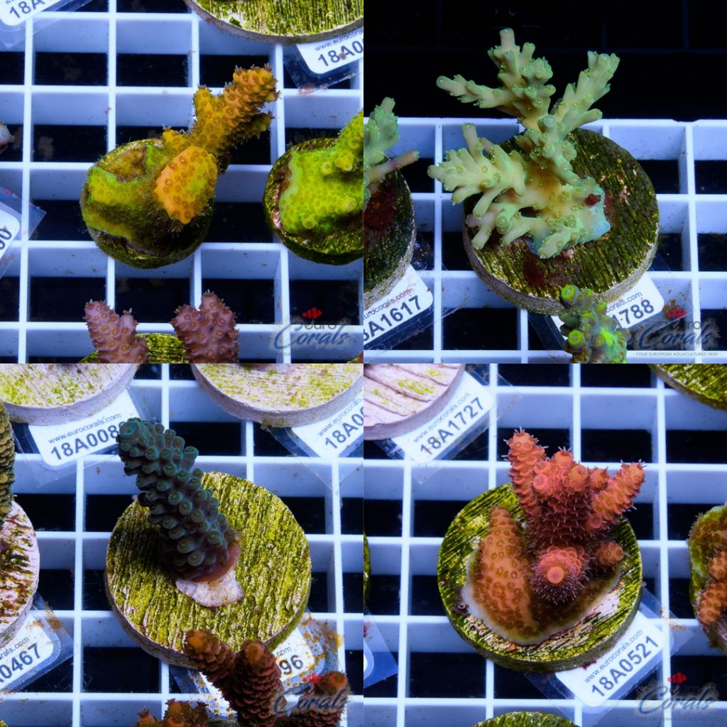 Ultra Premium Acropora Frag Pack