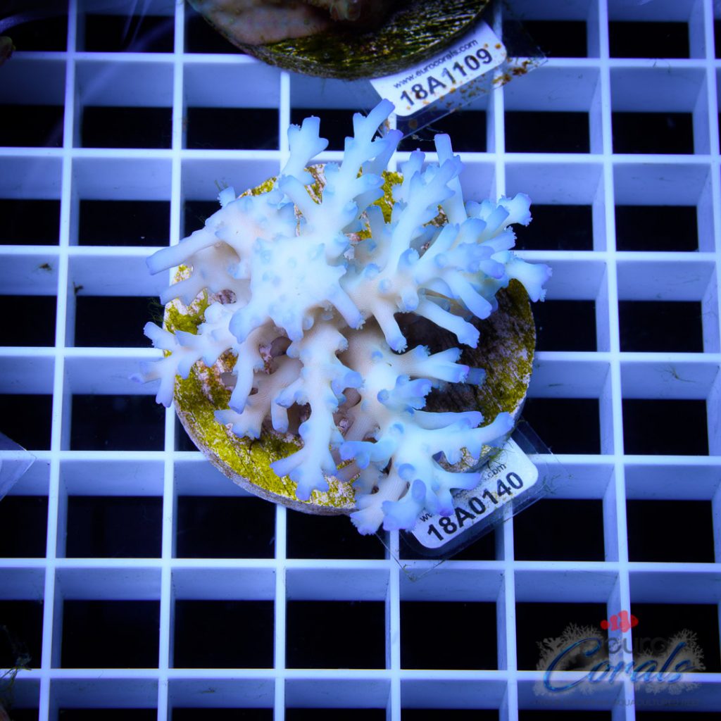 EC Icefire Echinata Boosted Blue