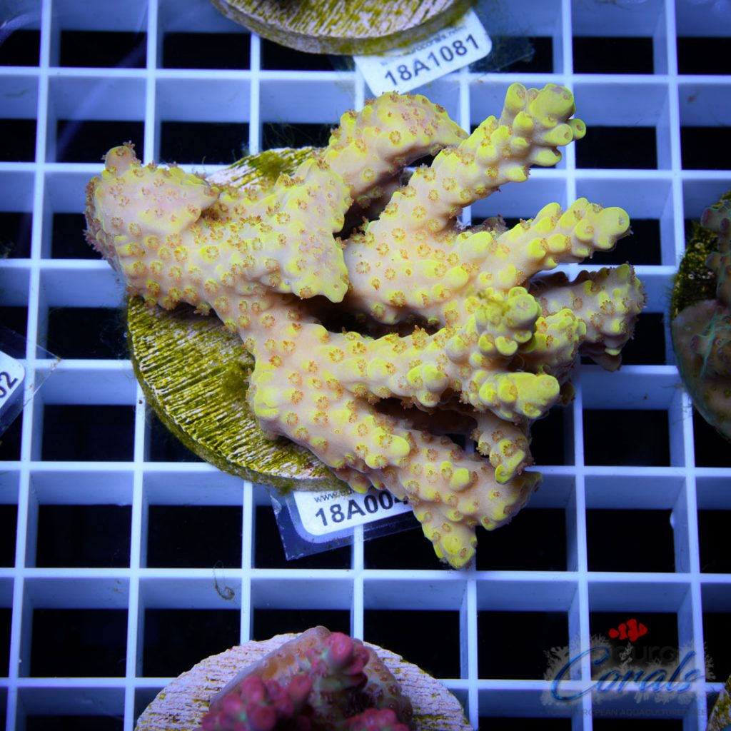 EC Super Yellow Dumbo Acro LIMITED