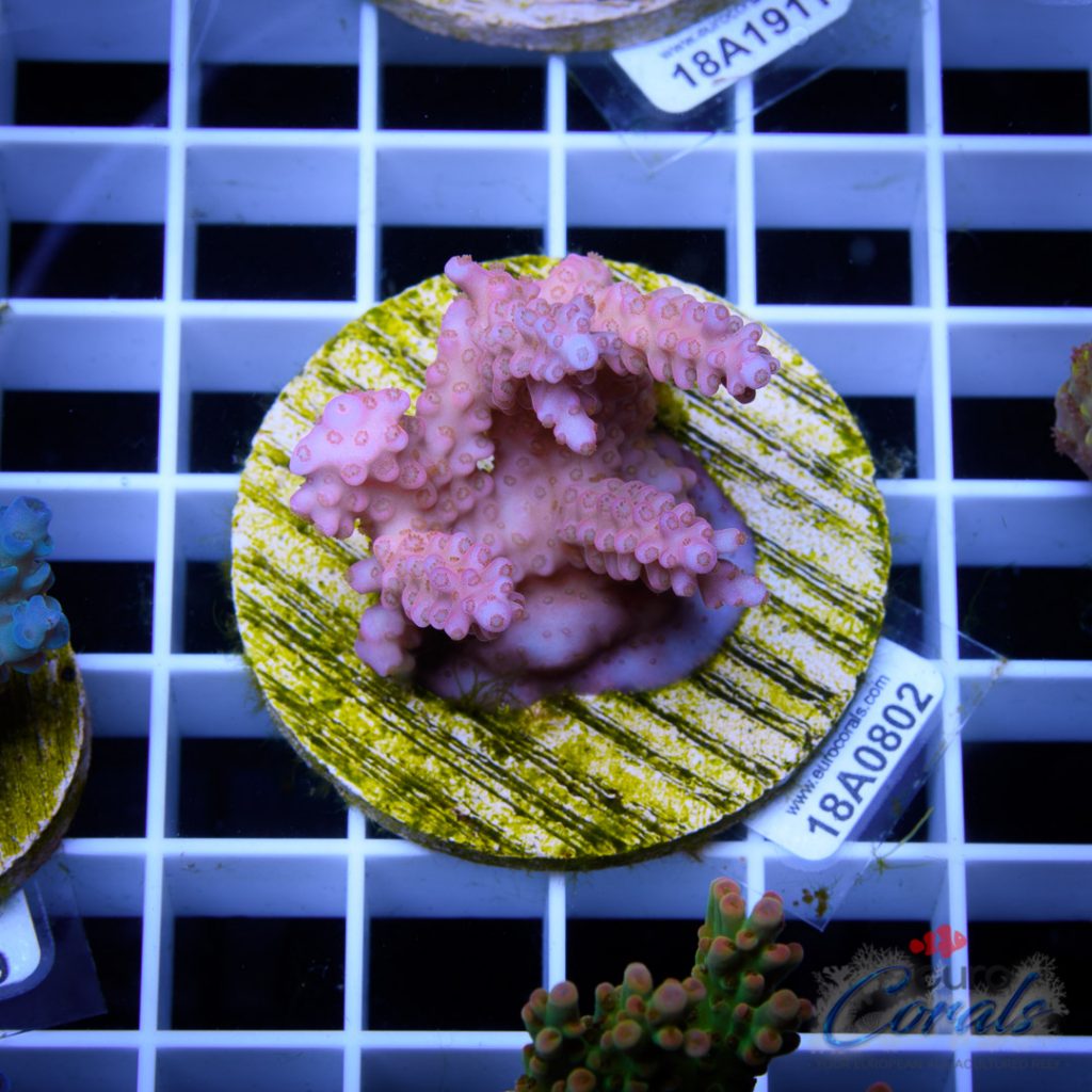 EC Pinky Wacko Acro Red Polips RARE