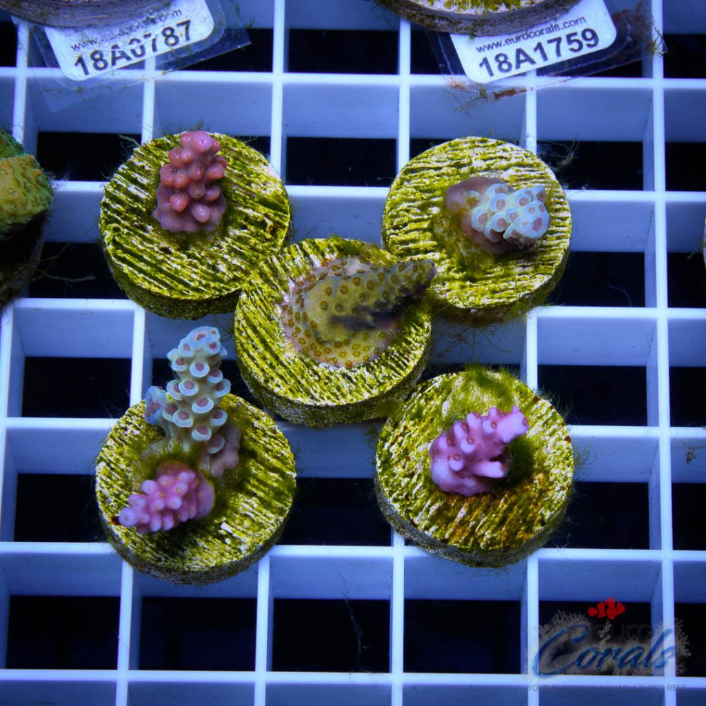 Acropora Premium XS Frags 6 Pack