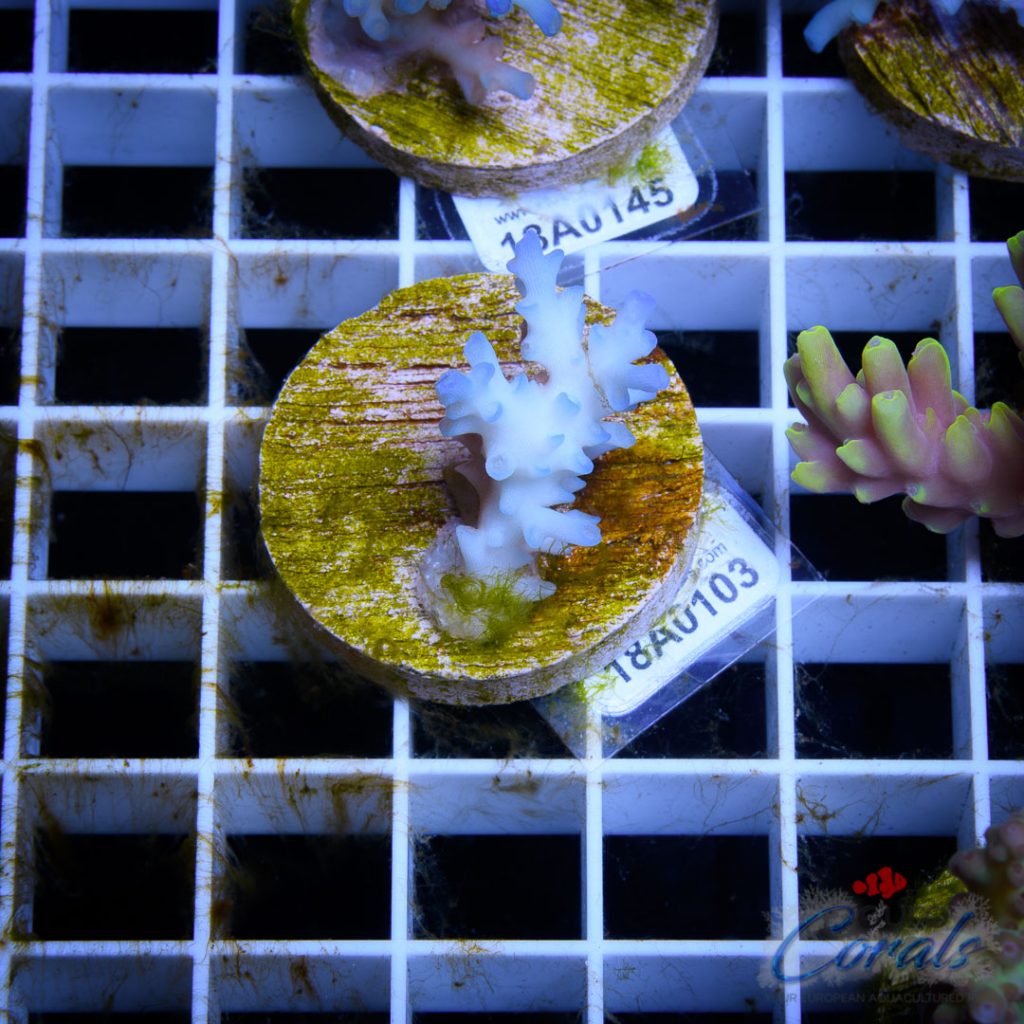 EC Icefire Echinata Boosted Blue