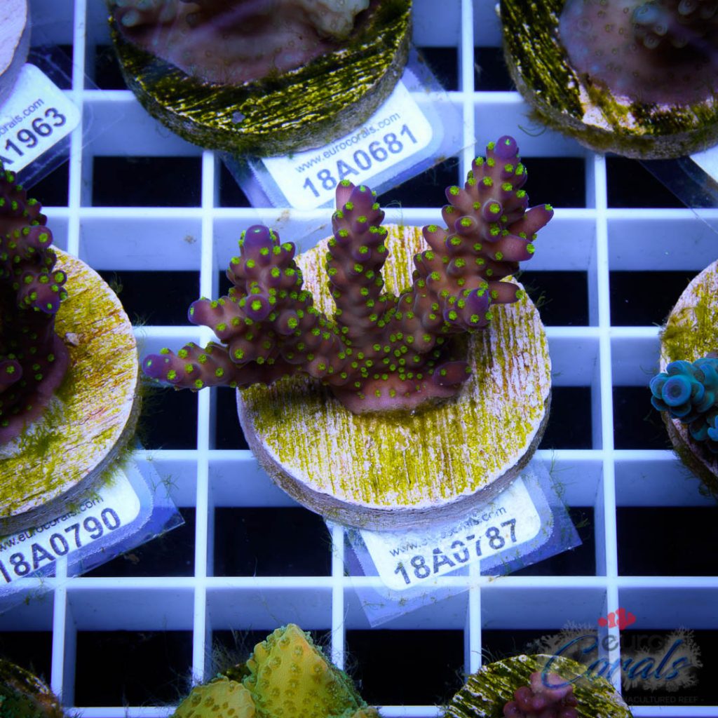 EC Garf Tri-color Bali Acro