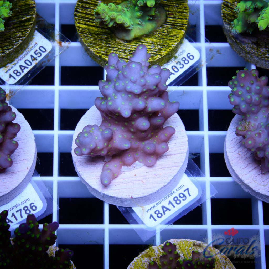 EC Garf Tri-color Fiji Acro