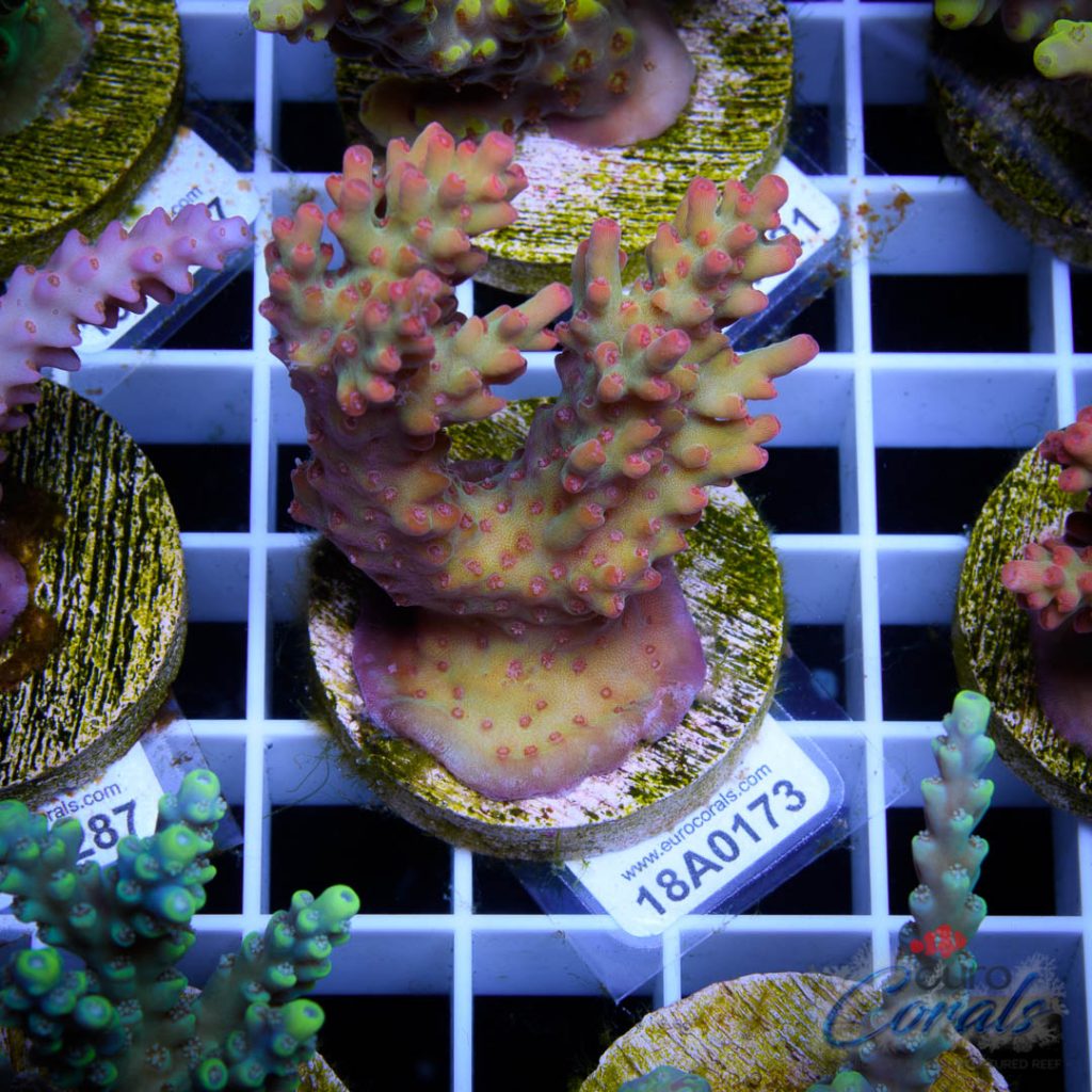 EC Blood Magik Shortcake RARE