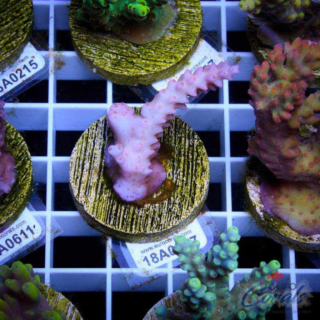 EC Pinky Wacko Acro Red Polips RARE