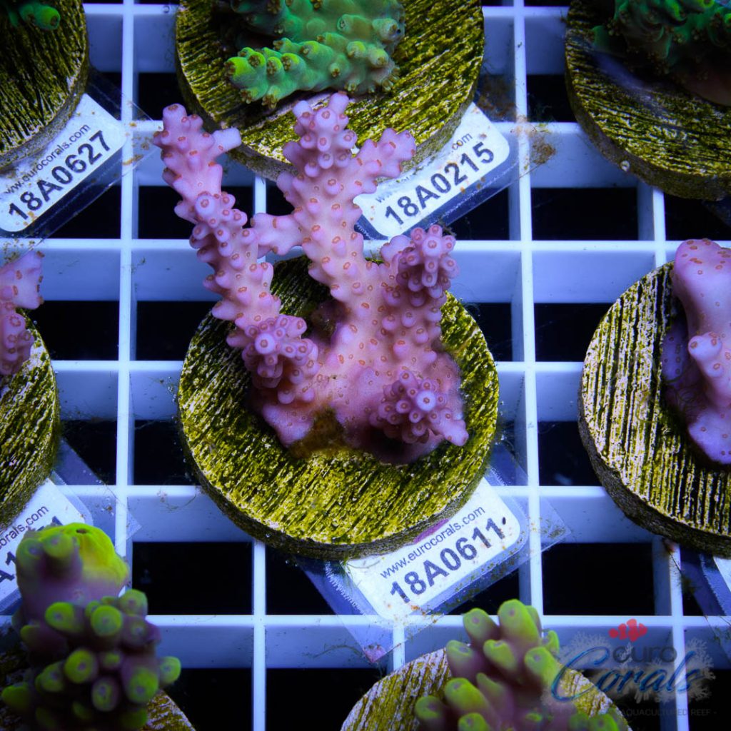EC Pinky Wacko Acro Red Polips RARE