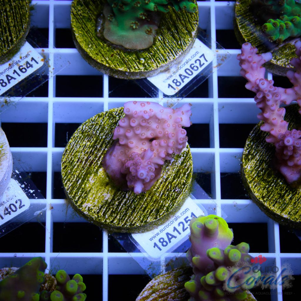 EC Pinky Wacko Acro Red Polips RARE