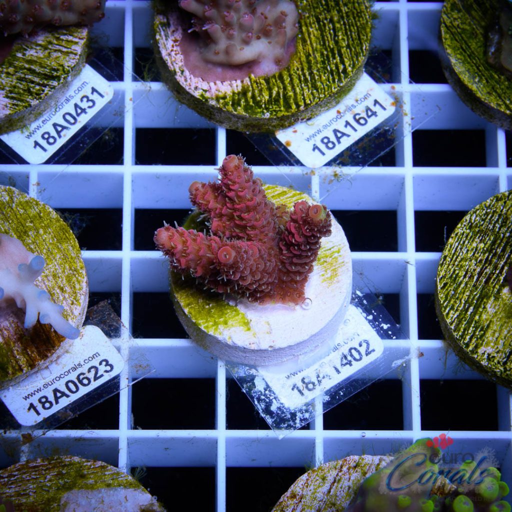 EC Blood Red Mille LIMITED