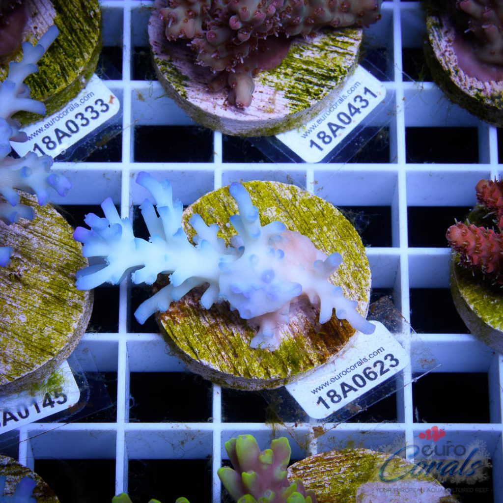 EC Icefire Echinata Boosted Blue