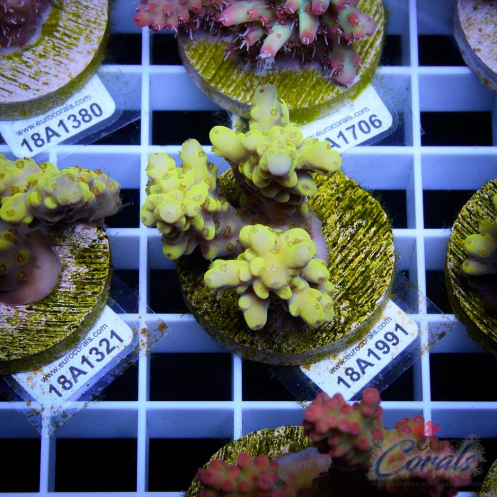 EC Super Yellow Dumbo Acro LIMITED