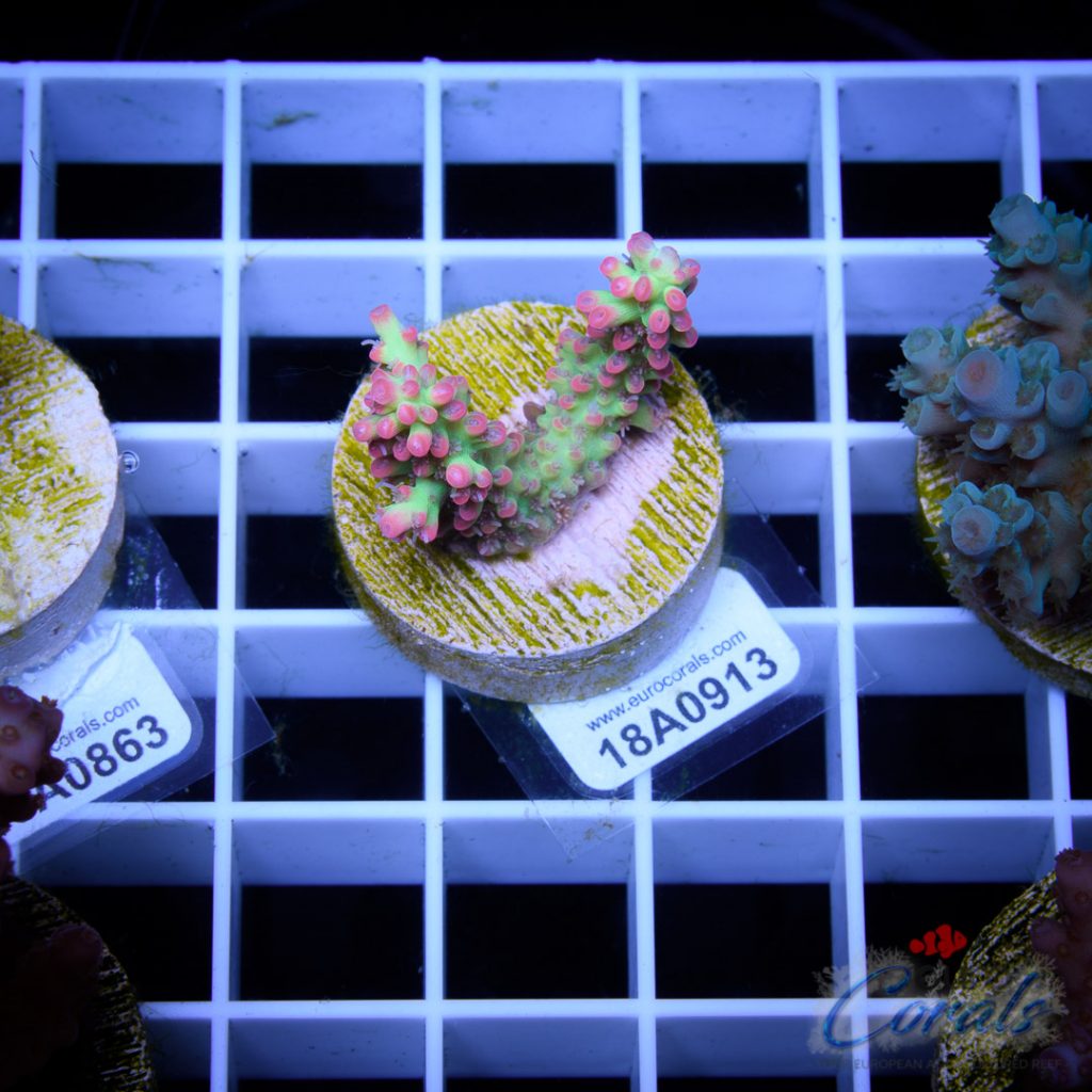 EC Bonsai Hyperberry RARE