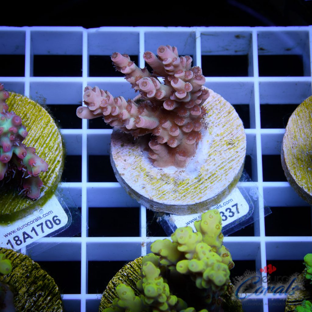EC Cream City Pinky Acro RARE