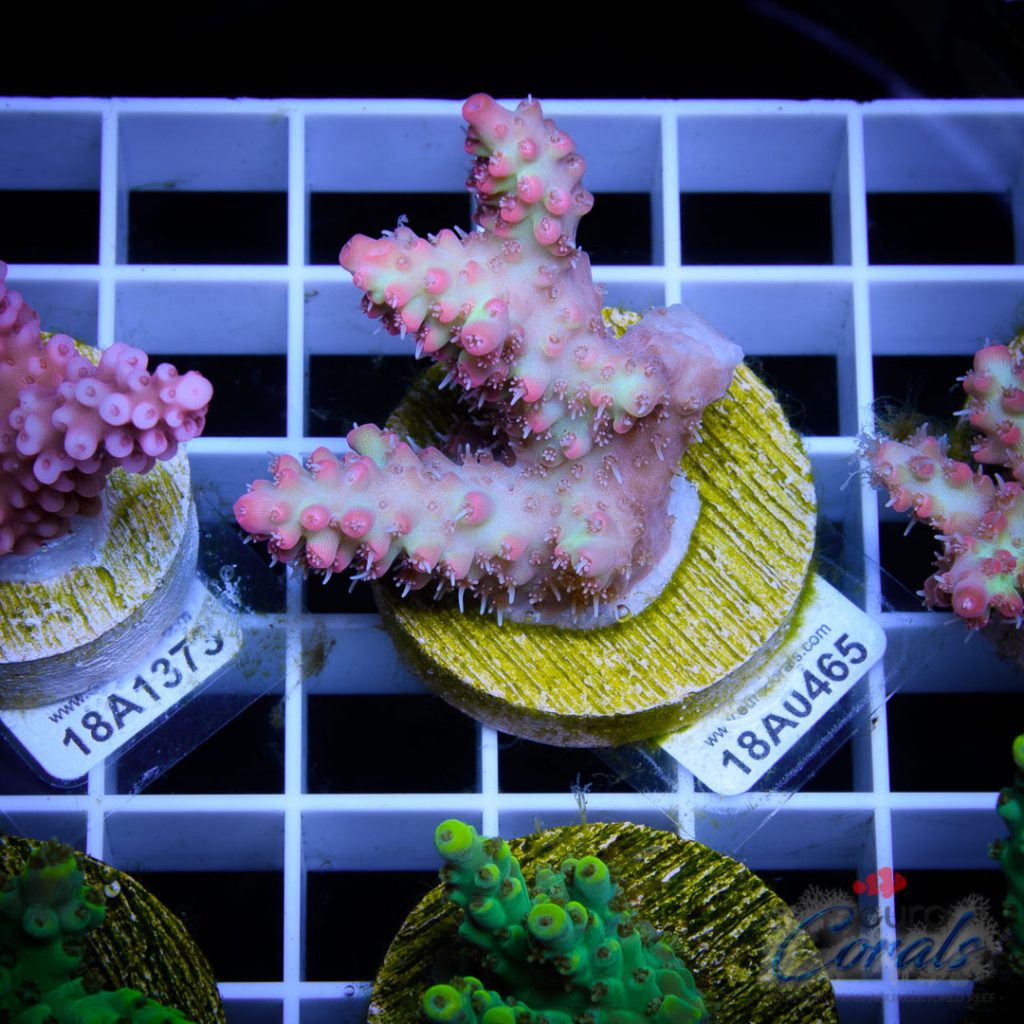 EC Raspberry Shortcake