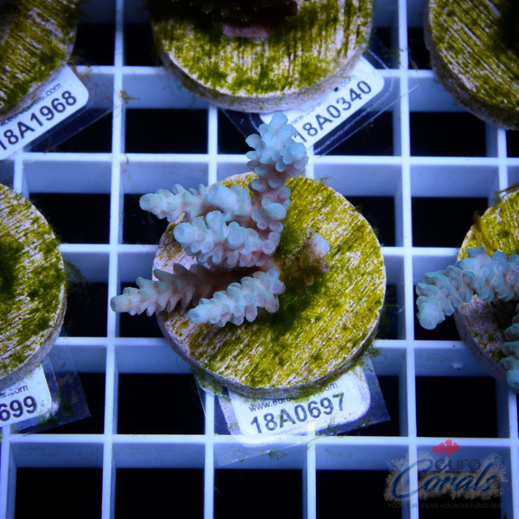 EC Super Blue Papa Smurf Acro