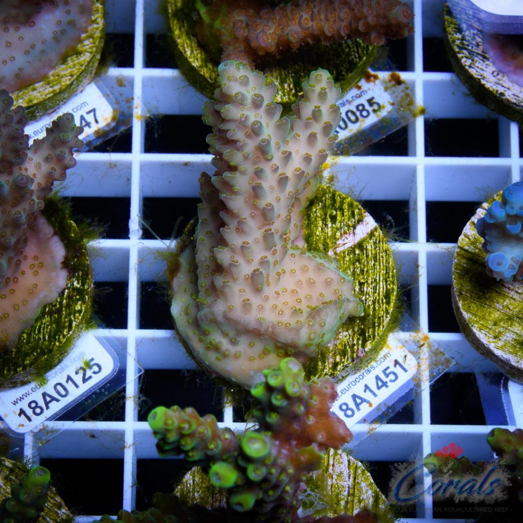 EC Pearlberry Acro
