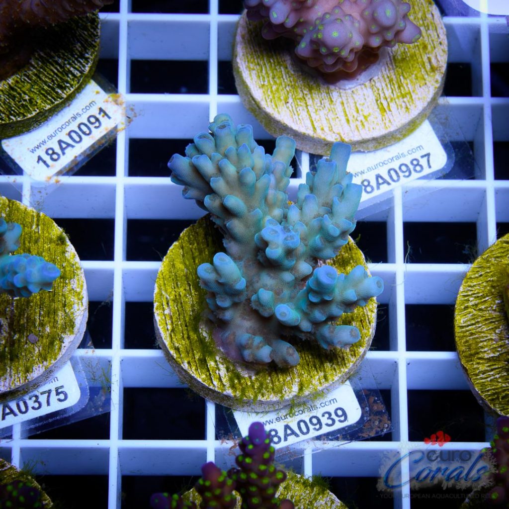 EC Banana-Boy Blue Acro