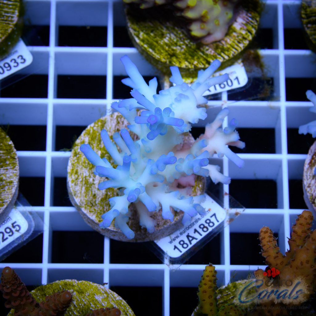 EC Icefire Echinata Boosted Blue/SIMILAR