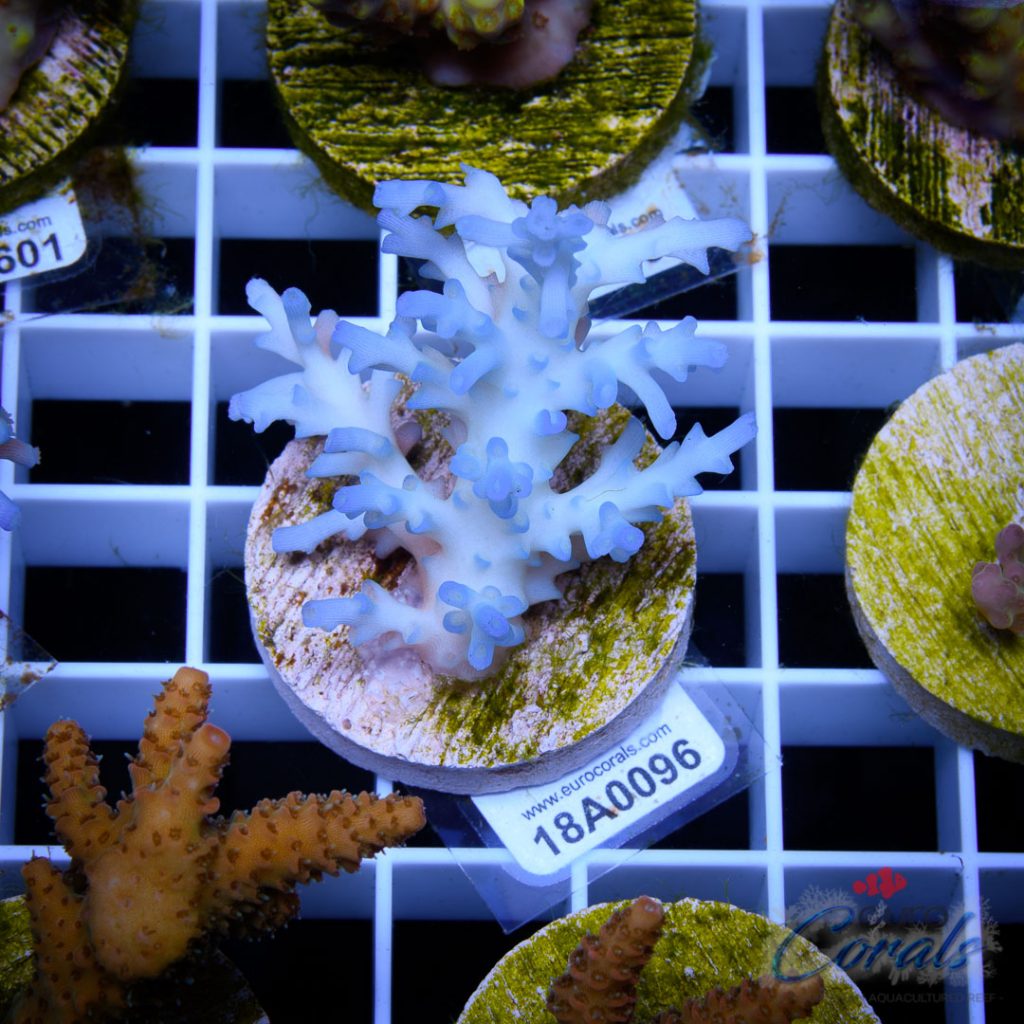 EC Icefire Echinata Boosted Blue