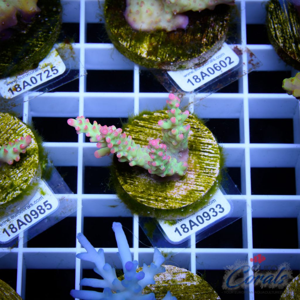 EC AA Bonsai Hyperberry RARE