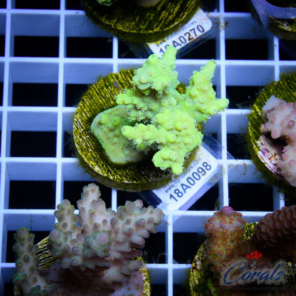EC DayGlow Acro