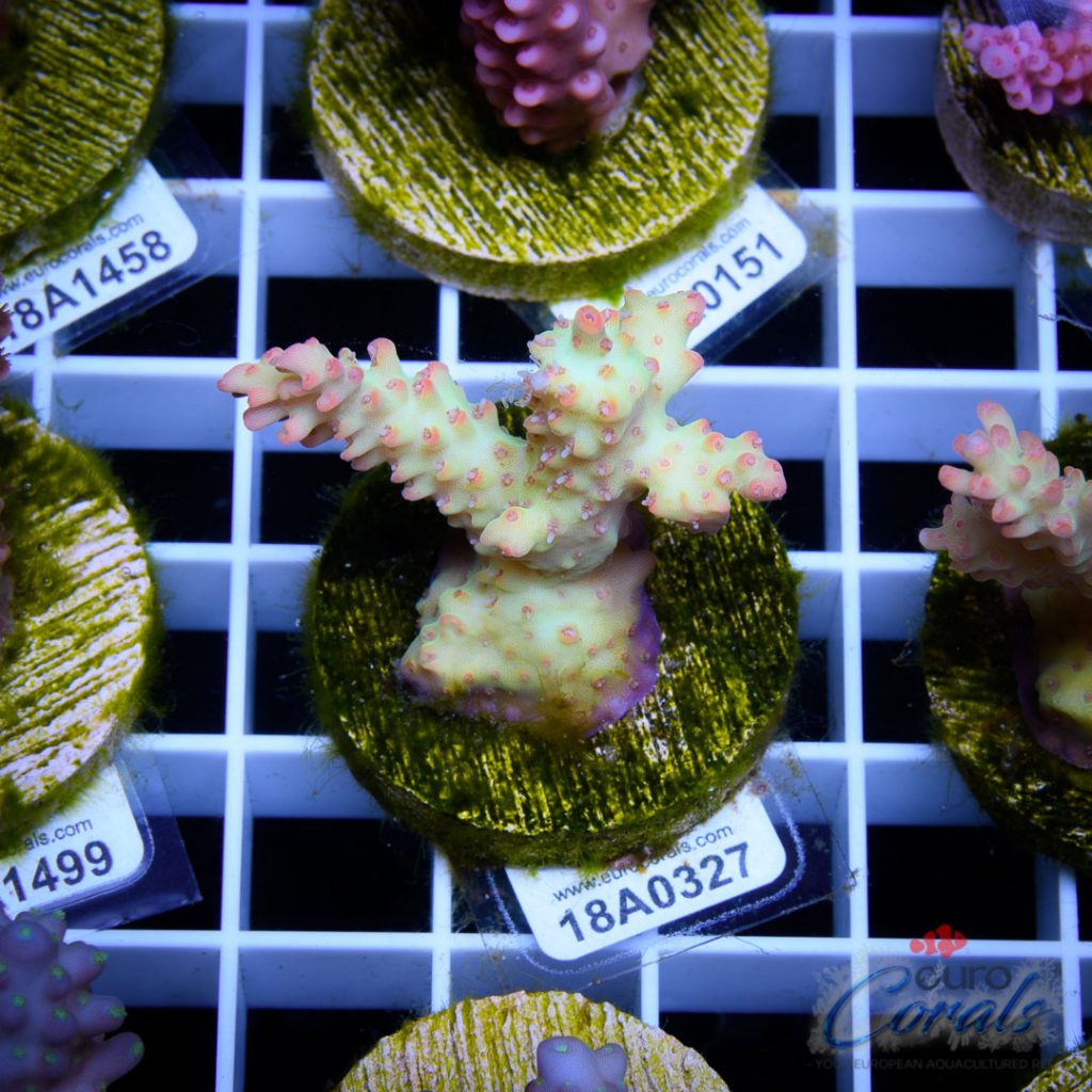 EC Ultra Pink Micro Acro