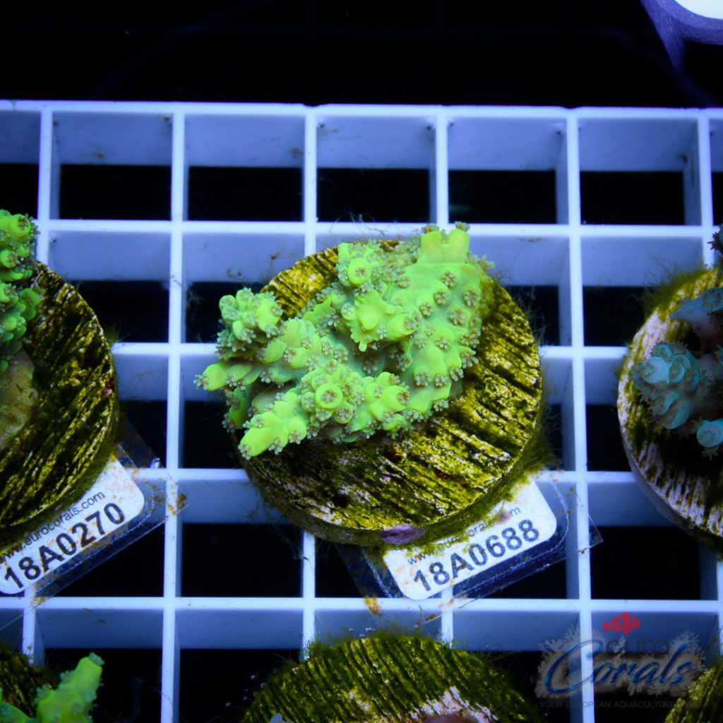 EC DayGlow Acro