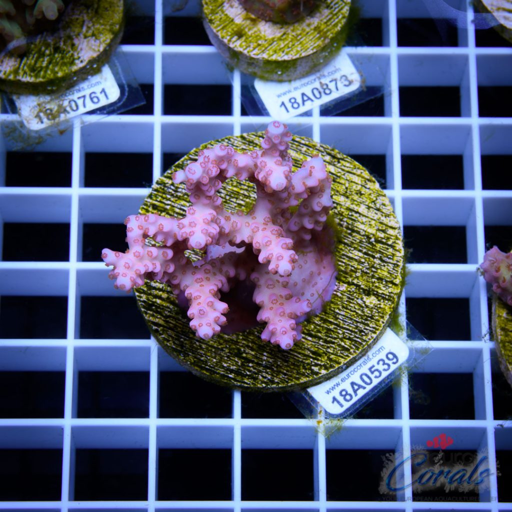 EC Pinky Wacko Acro Red Polips RARE