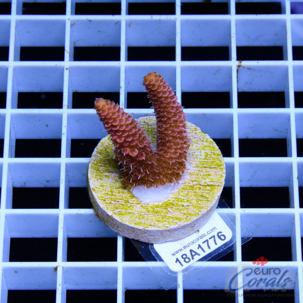 EC Pink Lemon Head Mille