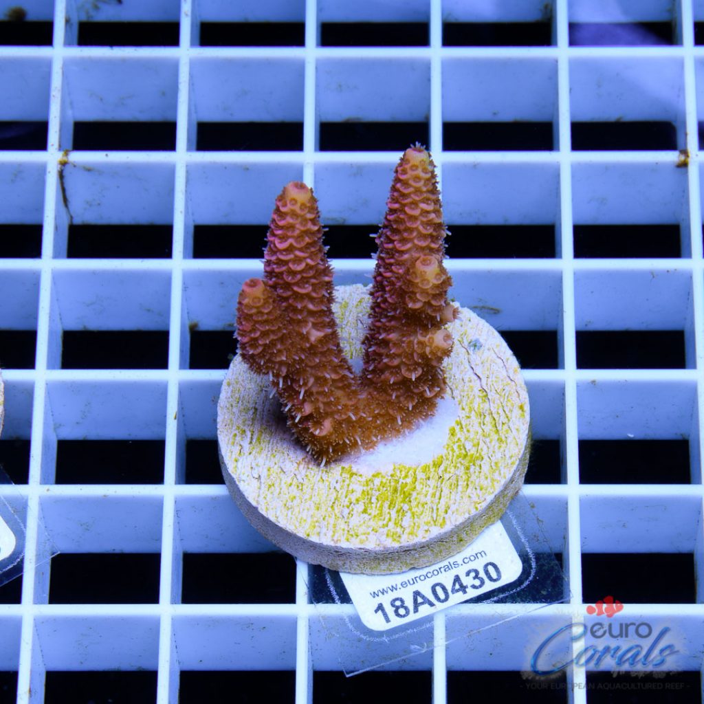 EC Pink Lemon Head Mille