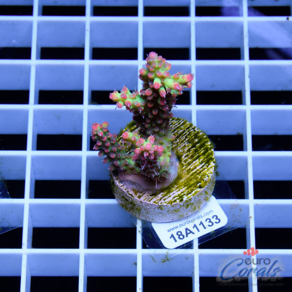 EC Bonsai Hyperberry