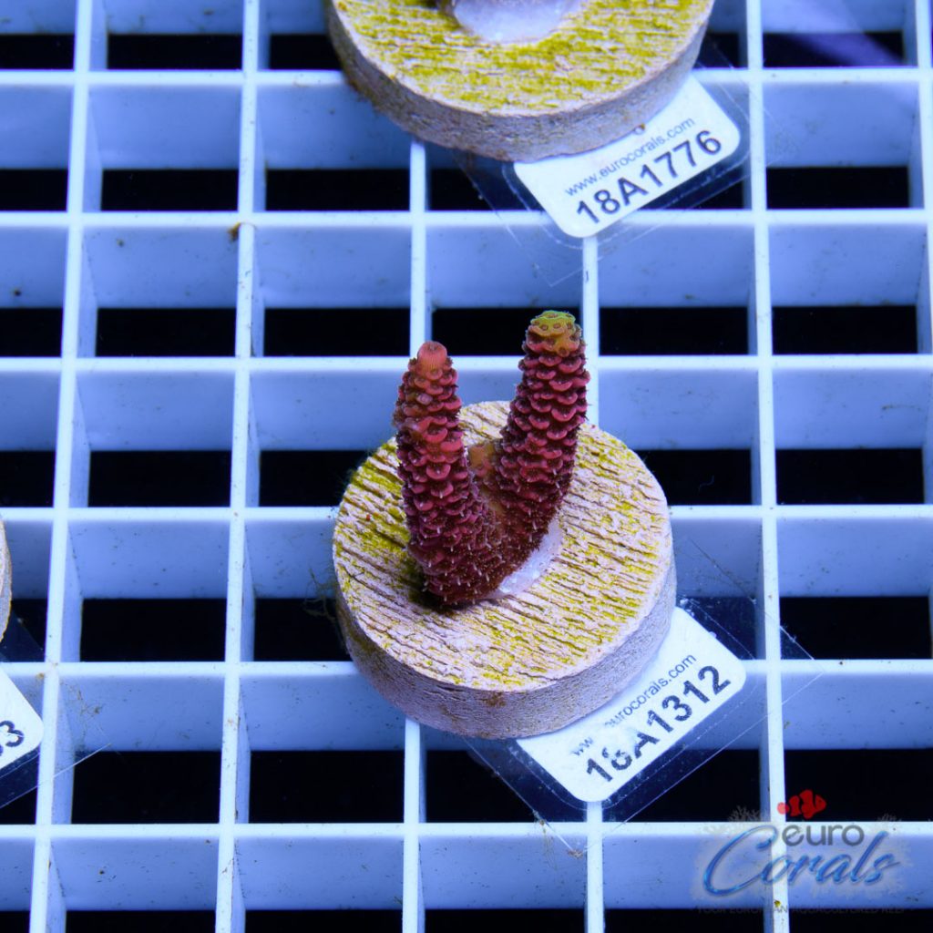EC Razzmatazz Millepora Acro