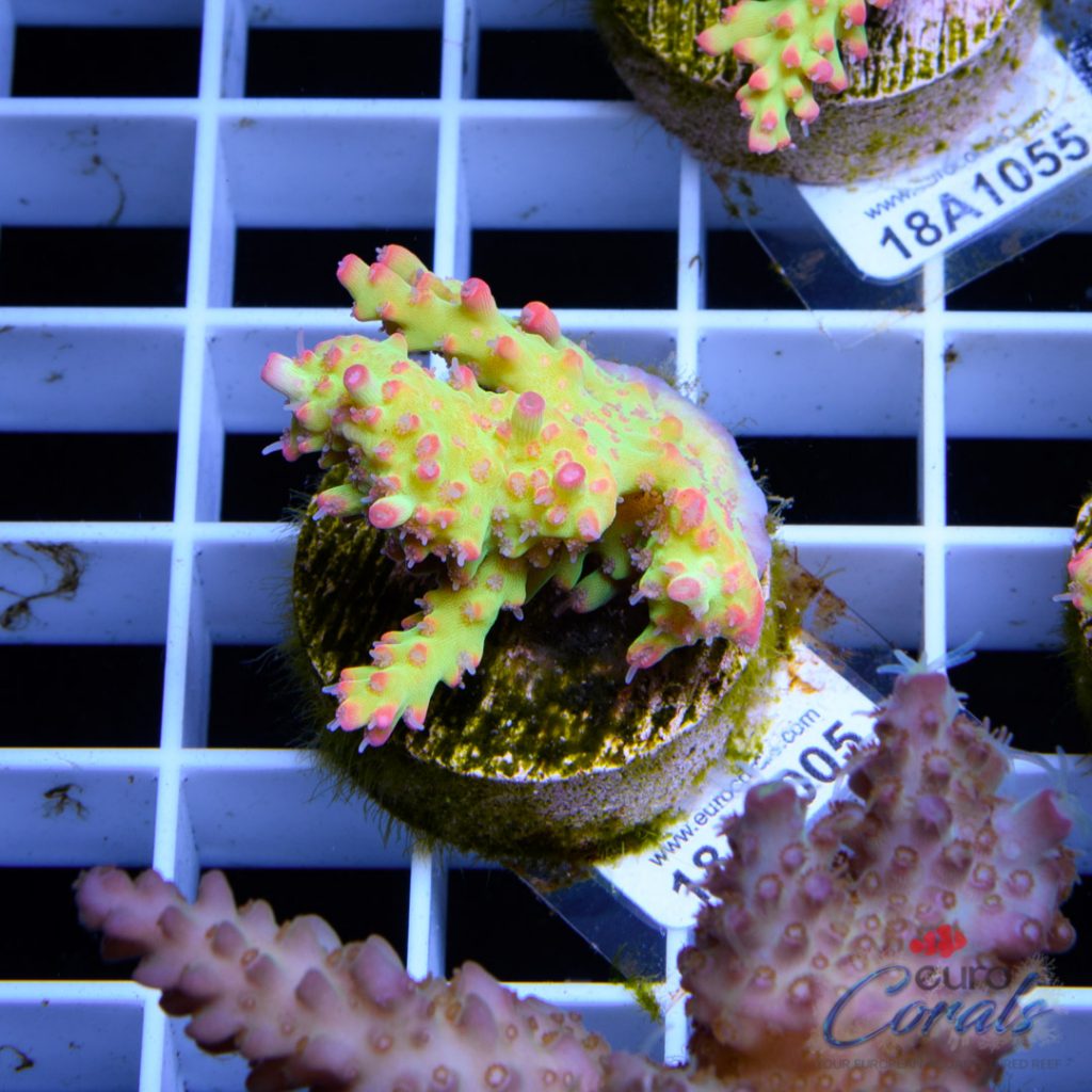 EC Bonsai Hyperberry RARE