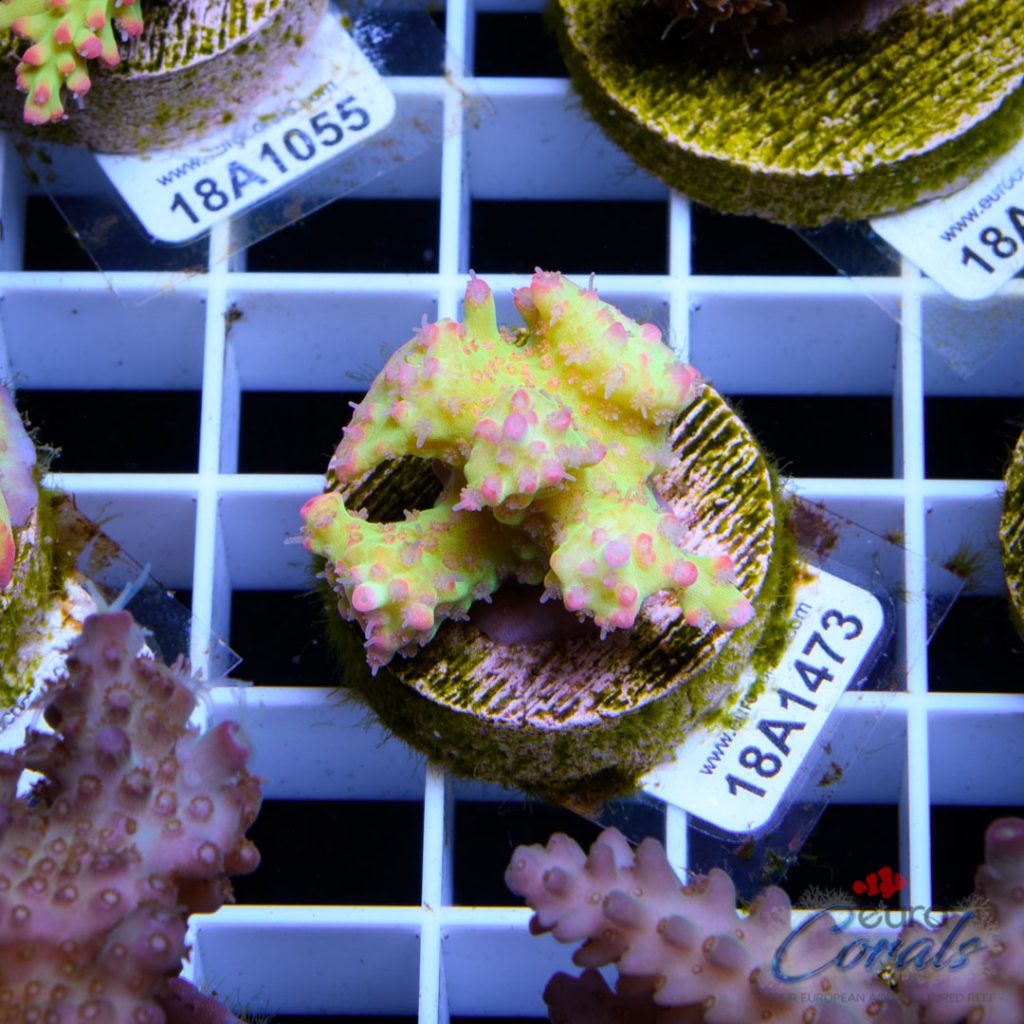 EC Bonsai Hyperberry RARE