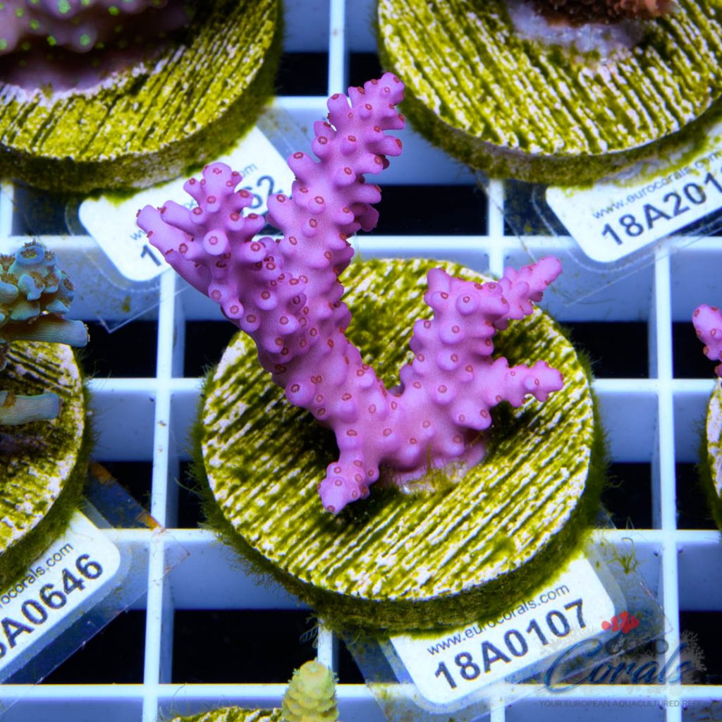 EC Pinky Wacko Acro RARE