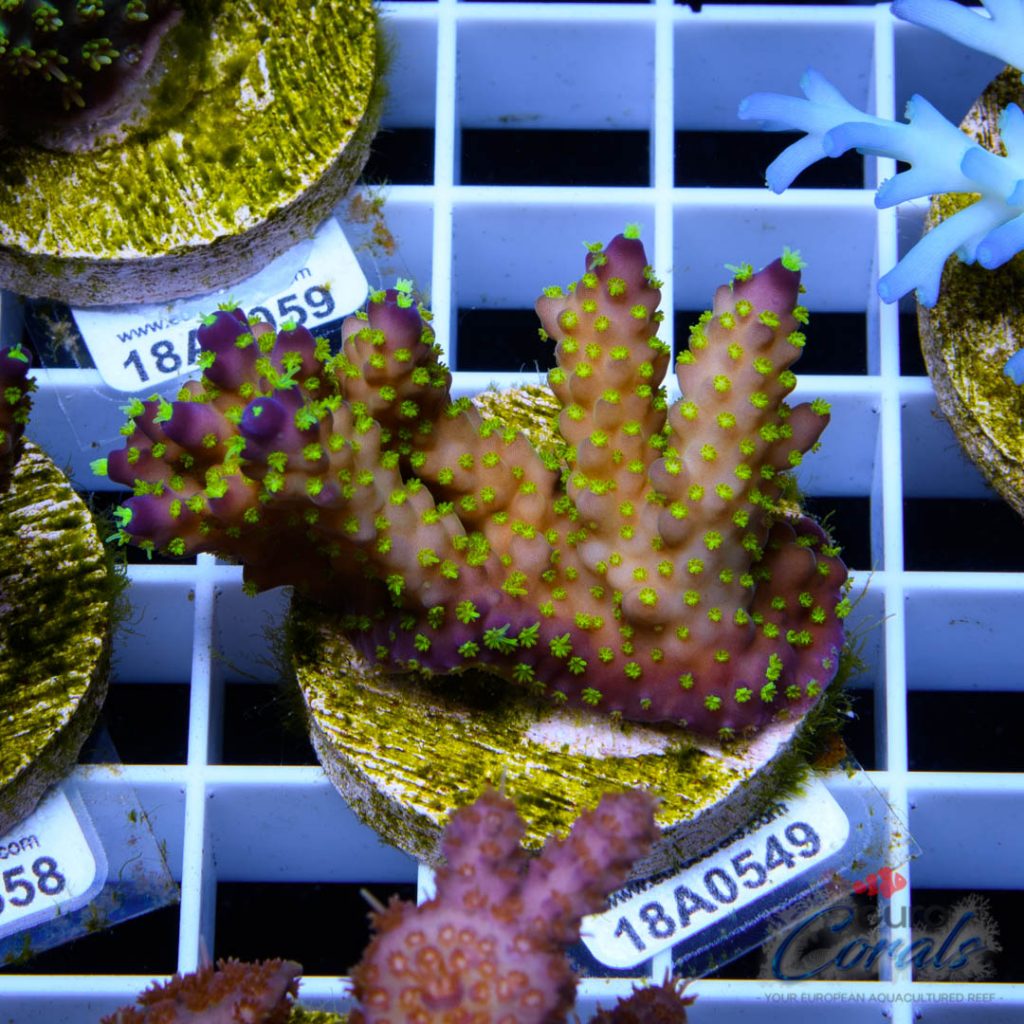 EC Garf Tri-color Bali Acro