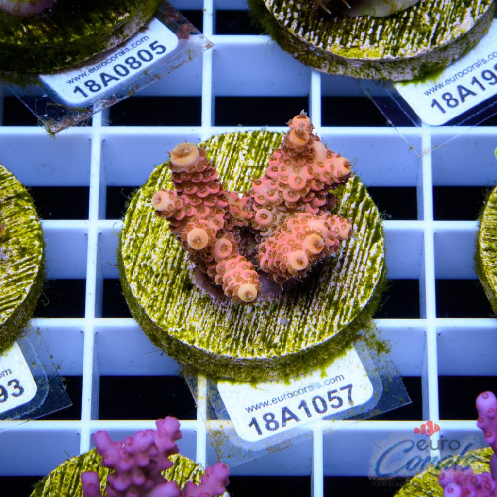 EC Ding Dang Millipora
